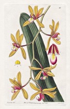 Cymbidium Pendulum Népal