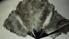 EVENTAIL PLUMES D AUTRUCHE XIX 