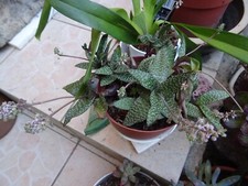 lot  plante grasse +àéoniums +crassulas grandes feuilles +verveine du jardin 