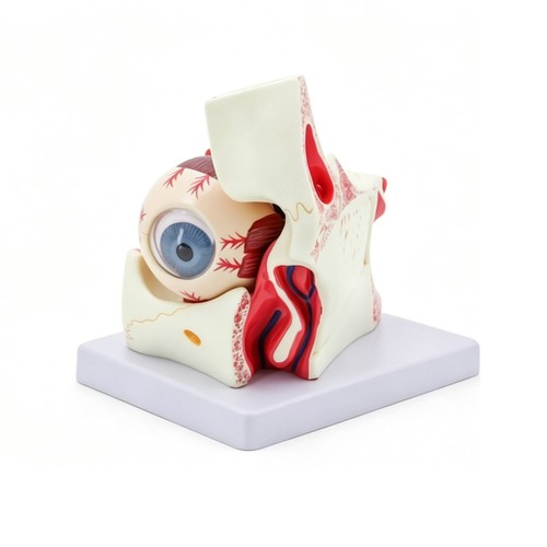 Modèle anatomie œil humain - modèle,
