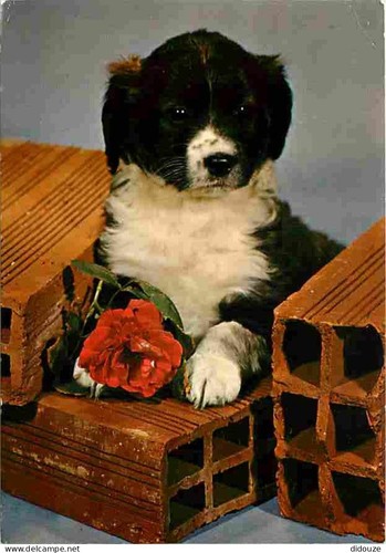 Carte postale animaux - carte,