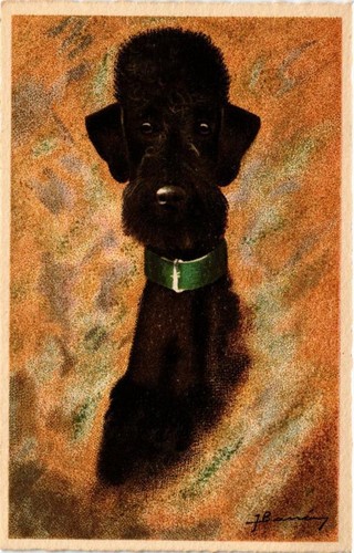 Cpa chien caniche - cpa, dogs