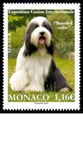 monaco 2023 dog show BEARDED COLLIE chien hunde canis perros hund cane 狗 犬 1v