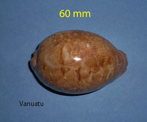 Cypraea mappa geographica - cypraea,