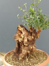 Bonsaï olivier 45 x 23 cm