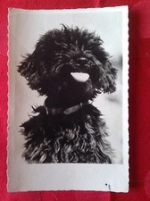 CARTE POSTALE ~ CANICHE NOIR ~ VÉRITABLE PHOTO ~ POSTÉE EN 1960 ~