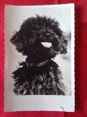 Carte postale caniche noir - postale, ~