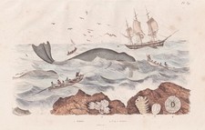 Gravure En Acier De Baleine