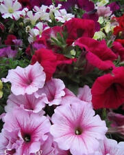 ♫ SURFINIA Pétunia