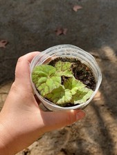 Begonia bowerae ‘Tiger’ – Feuillage velouté tigré, plante rare et graphique