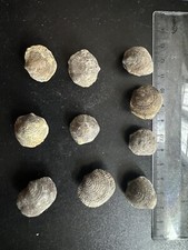 brachiopodes-fossils de