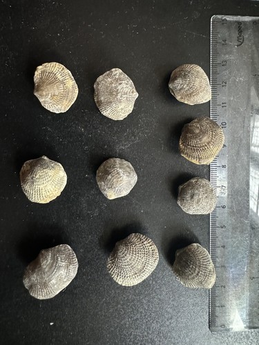 Brachiopodes fossils - brachiopodes-fossils, de
