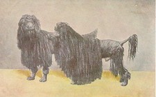 CARTE POSTALE POSTCARD