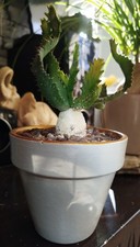 Euphorbia Stellata/ Caudex/Succulente/ Cactus/ Plante grasse
