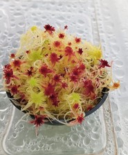 Mousse de sphaigne vivante