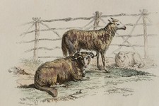 Gravure colorée XIXè - BUFFON - le bouc, la chèvre, le bélier, la brebis