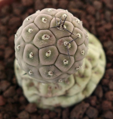 Tephrocactus geometricus two - tephrocactus,