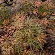 Acer palmatum dissectum