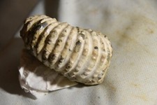 grande ammonite Douvilleiceras