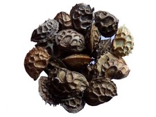 Sainfoin Simple - Onobrychis