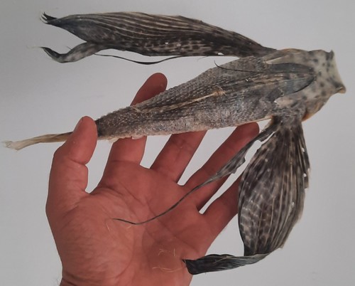 Curiosité taxidermie - ,,