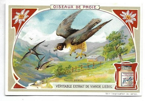 Faucon pèlerin oiseaux - pèlerin,