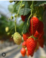 50 graine fraise Gariguette