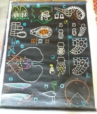 Affiche Scolaire Dr Auzoux P