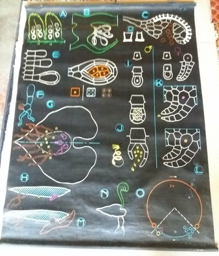 Affiche scolaire auzoux p - affiche,