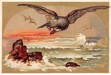 Chromos - COR14219 - Oiseaux -