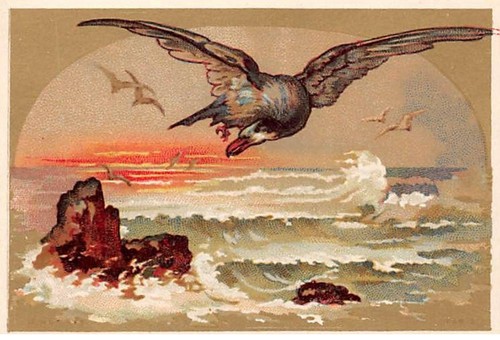 Chromos cor14219 oiseaux - chromos,