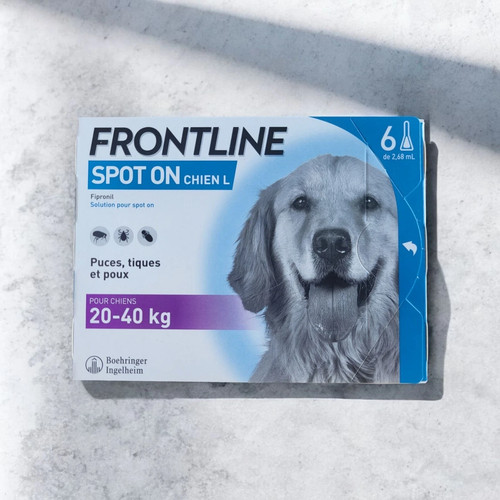 Spot pour grand chien - grand,