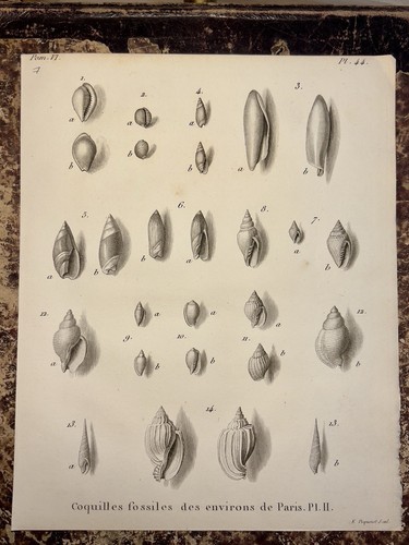 Coquillages fossiles paris - coquillages,