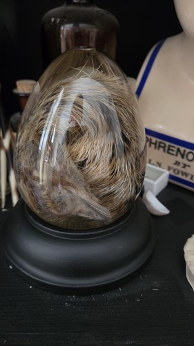 Preserved emu taxidermy - emu,