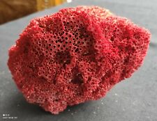 Bloc Corail rouge Ancien/collection coquillage/aquarium ancien/old red coral