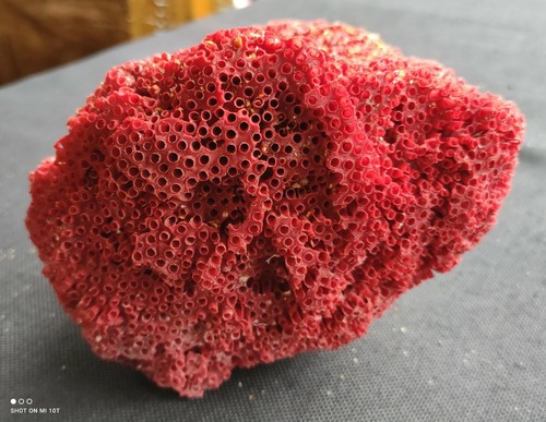 Bloc corail rouge - bloc,
