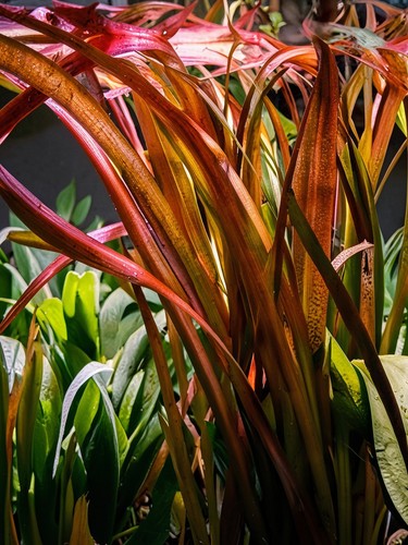 Vallisneria rubra plante - vallisneria, –