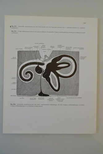 Planche anatomie humaine - d'anatomie,