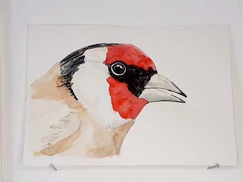 Chardonneret aquarelle - chardonneret,