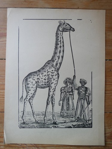 Gravure girafe zarafa imagerie - gravure,