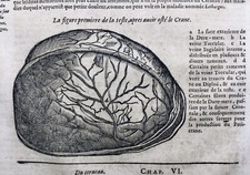 1614 Cerveau Gravure Neurologie Ambroise Paré Crâne Médecine Neurologue Brain