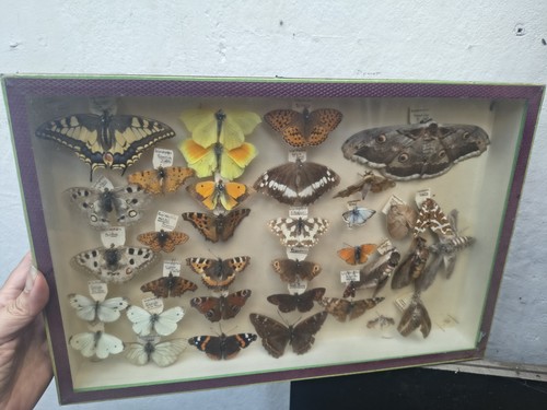 Ancienne boîte entomologique