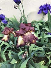 Bulbes Iris
