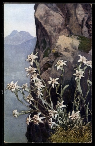 Carte postale edelweiss pousse - postale,