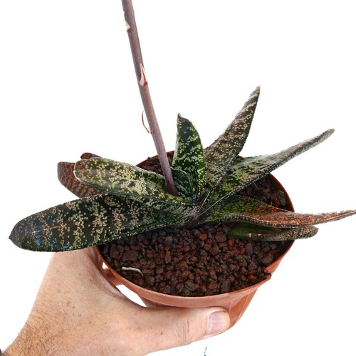 Gasteria batesiana limpopo - gasteria,
