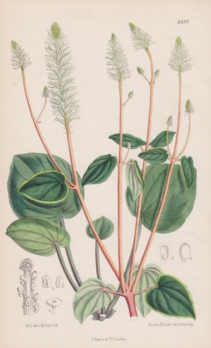 Peperomia grenada caraïbes - peperomia,