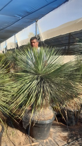 Magnifique yucca linéaris - magnifique,