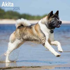 Calendrier 2025 - AKITA INU