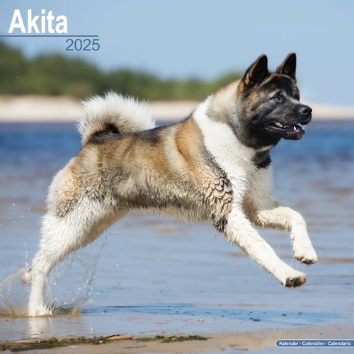 Calendrier 2025 akita inu - 2025,