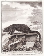 Taguan Écureuil Volant